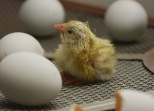 Starting Life - jimdeane